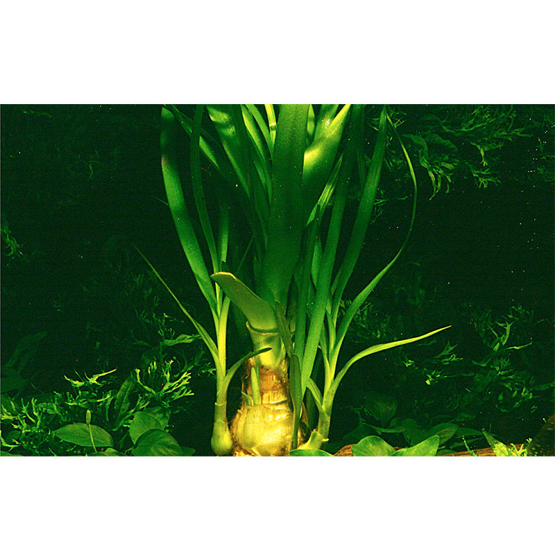 Crinum Thaianum Nr.9potte