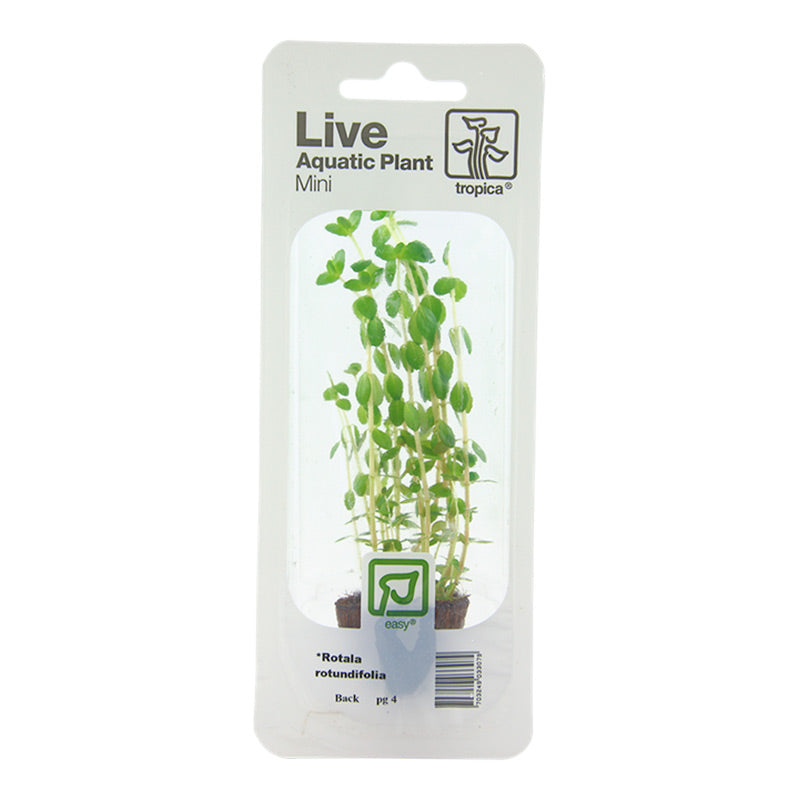 Rotala Rotundifolia Nr.4