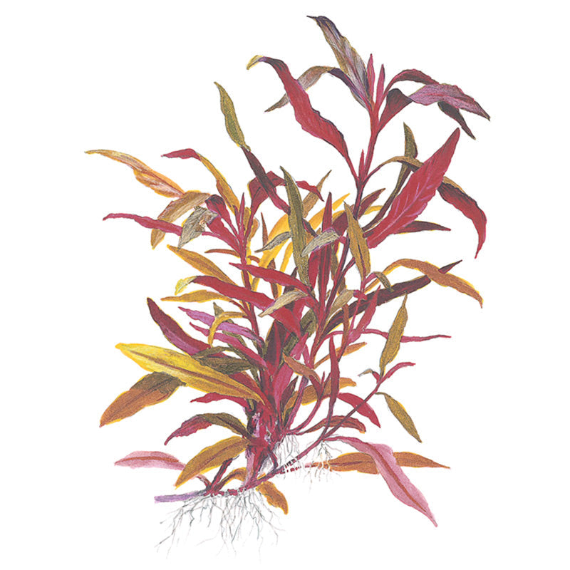 Alternanthera reineckii 'Pink' Nr.5 potte