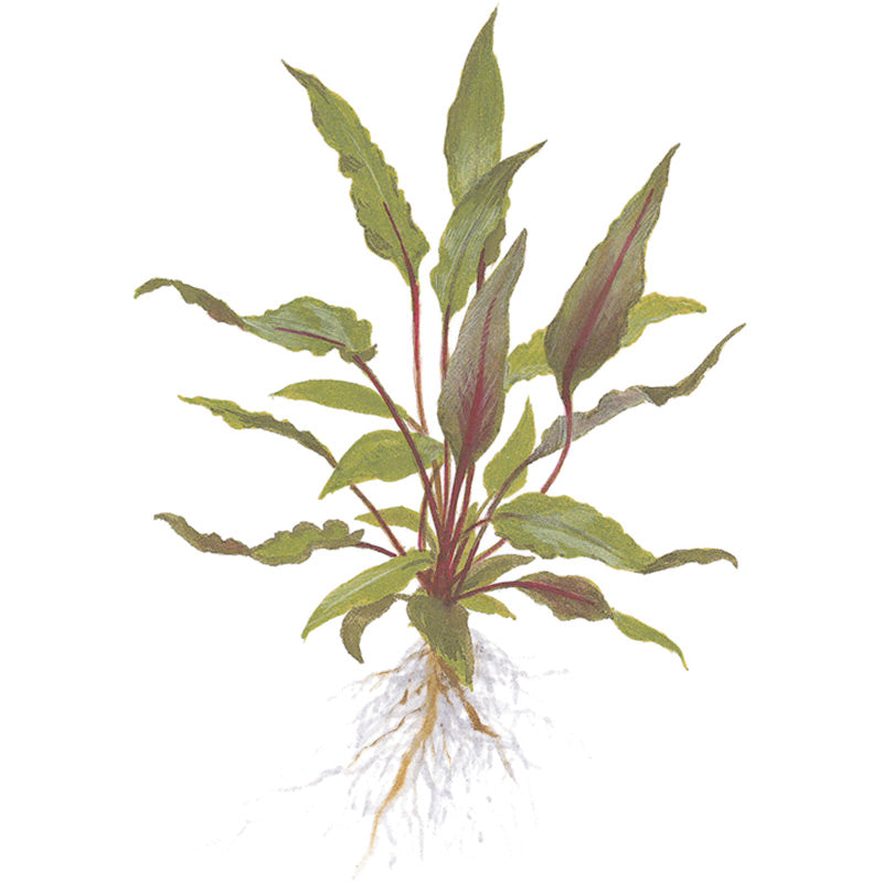 Cryptocoryne beckettii 'Petchii' Nr.7 potte