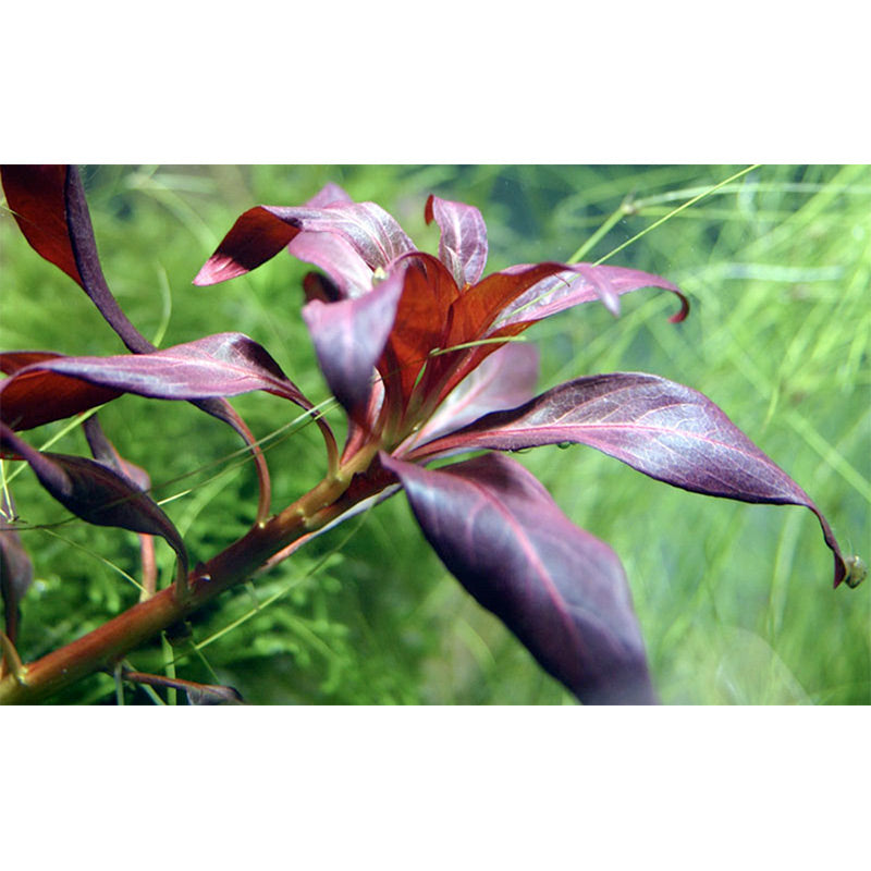Ludwigia glandulosa Nr.5 potte