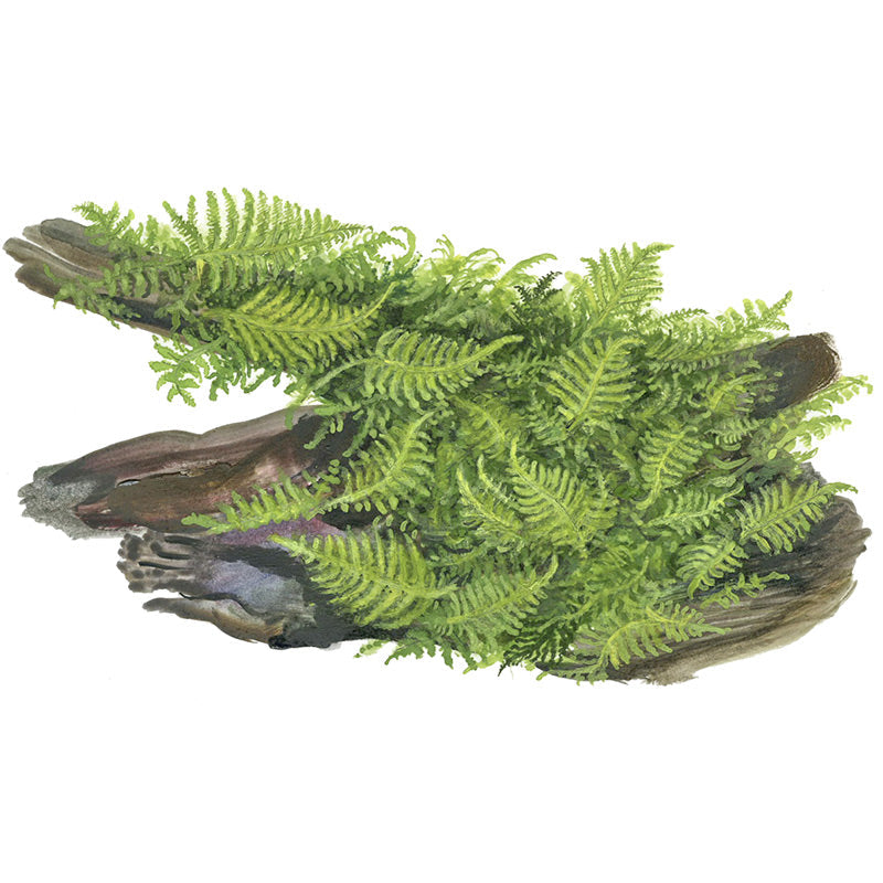 Vesicularia dubyana "Christmas Moss" Nr.8 1-2-Grow