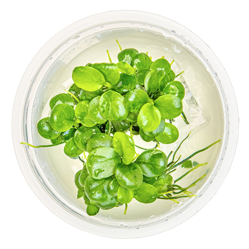 Anubias barteri 'Mini Coin' Nr.9