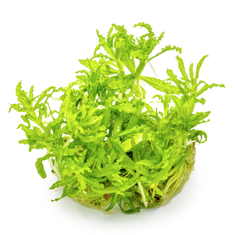 Progostemon Helferi Nr.8 ca. 3-10 cm