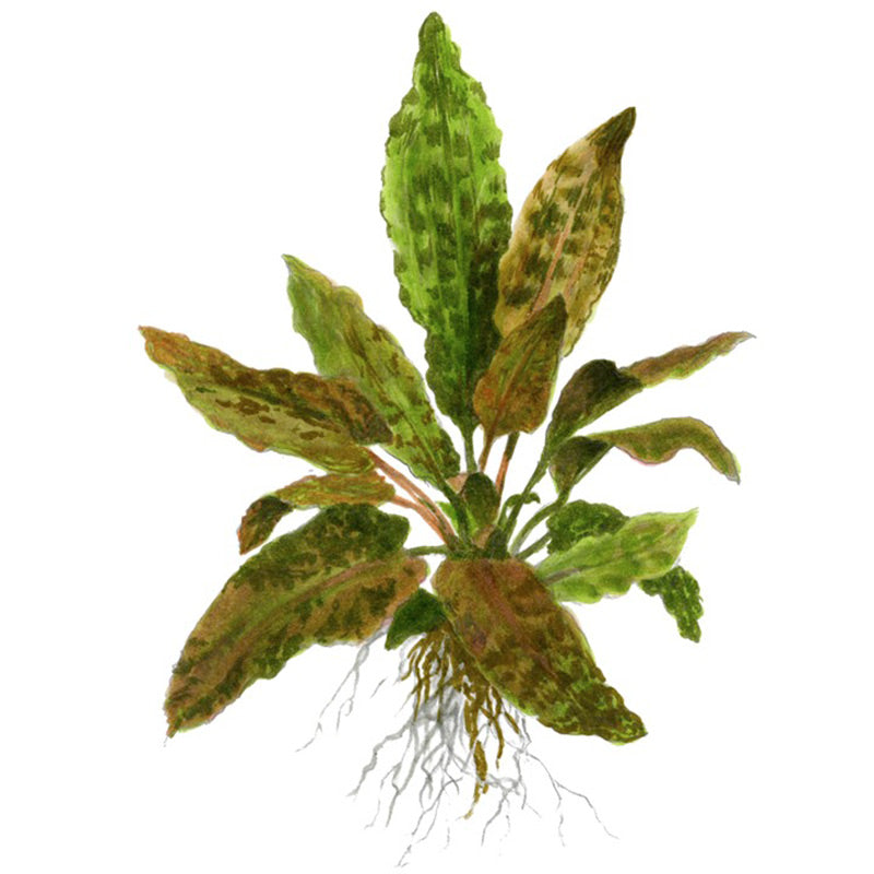 Cryptocoryne wendtii 'Tropica' Nr.11 ca. 10-15 cm XL potte