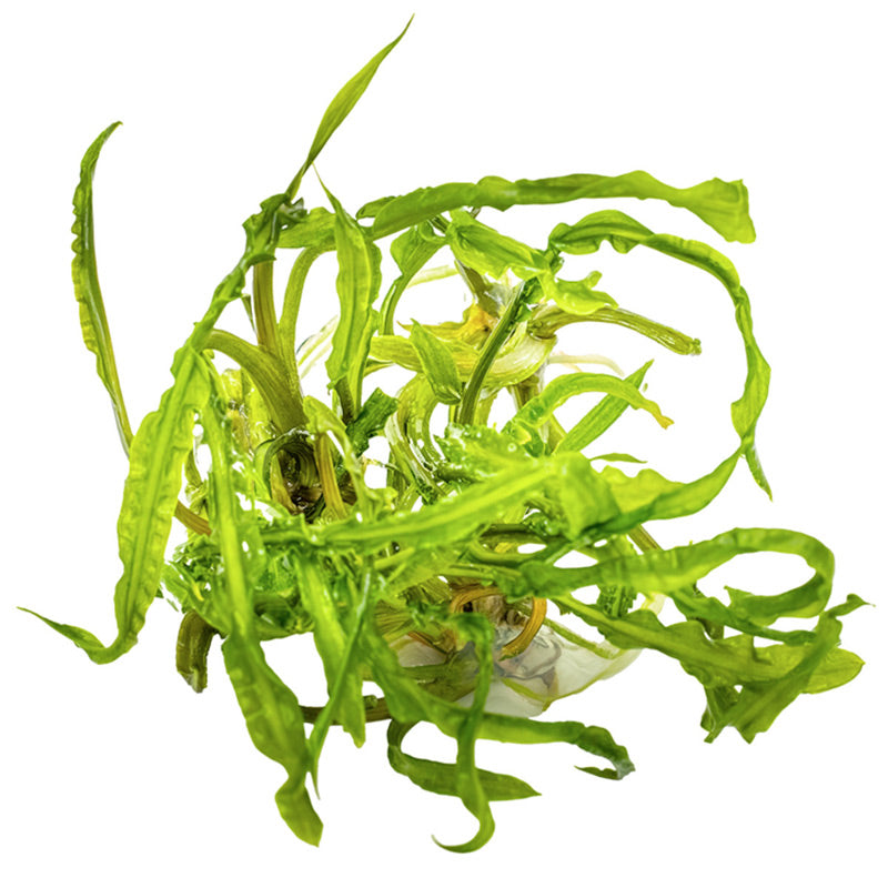 Cryptocoryne crispatula Nr.8 1-2-Grow! ca. 20-60 cm